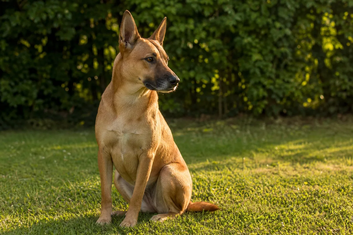 Langage corporel du chien : décoder ses vrais signaux