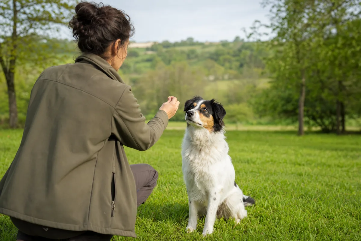 Métiers animaliers qui recrutent à Auch : le guide local